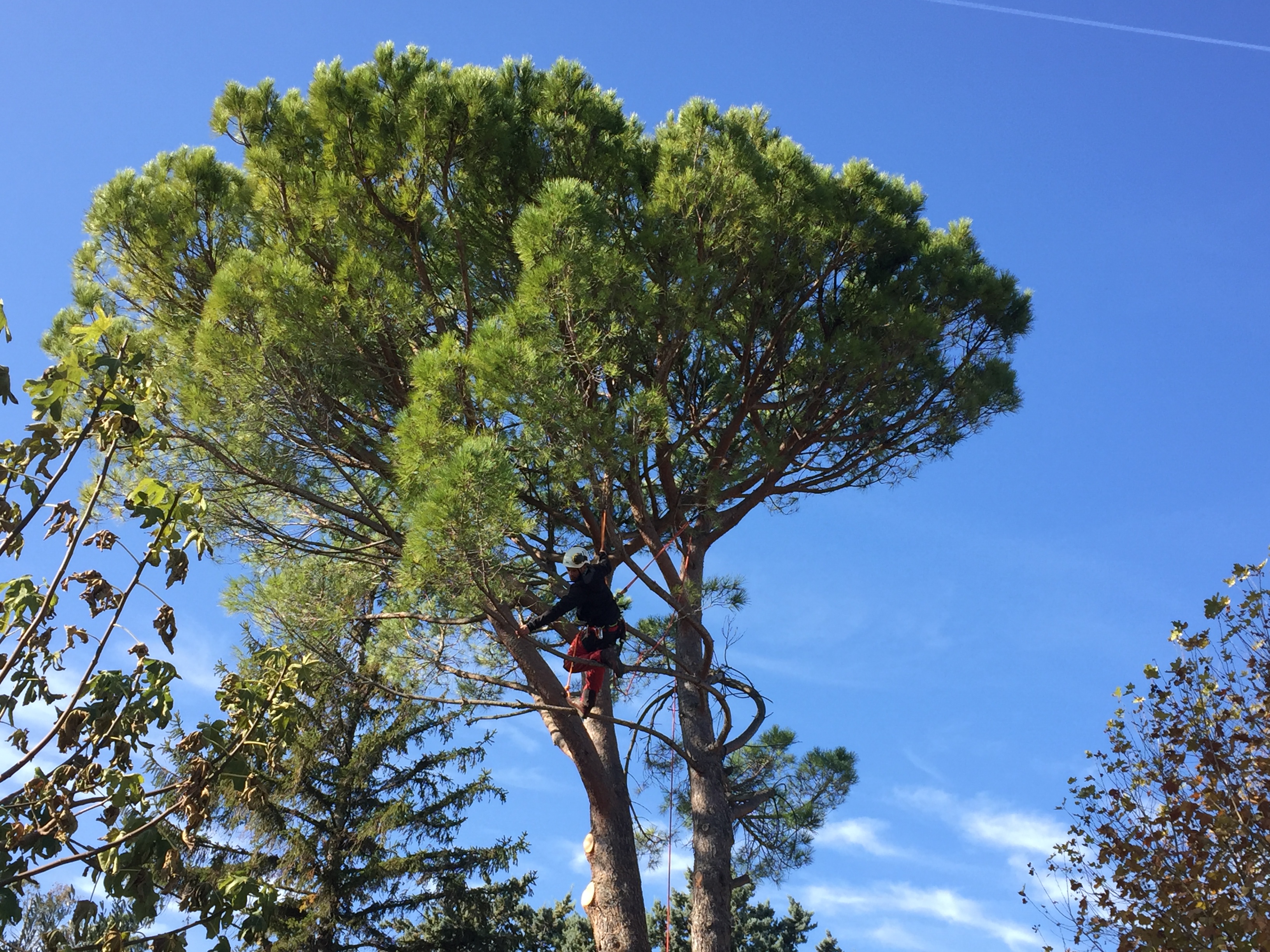 Elagage - Taille